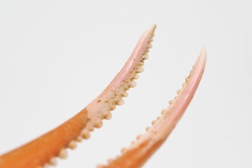 カニの鋏に挟まれる