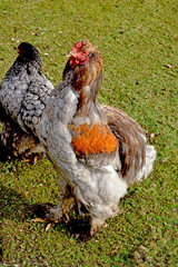 Naklejka na ściany i meble Large chicken breed walking on gras in public farm.