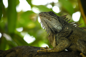 green iguana