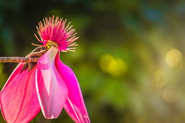 Background image of a pink magnolia flower with copy space