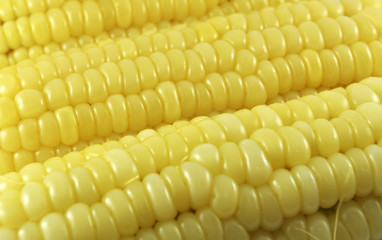 yellow sweet corn background / close up of fresh corn ripe cooking steamed food on background
