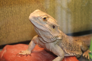 Bearded Dragon 