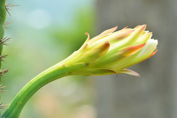 cactus flower beautiful blossoming on cactus tree / close up colorful plant flower cactus growing in summer garden green blur background 