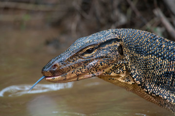 Closeup water monitor