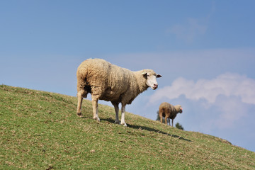 Fototapeta premium Sheeps on the green grass