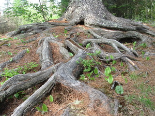 Tree Root