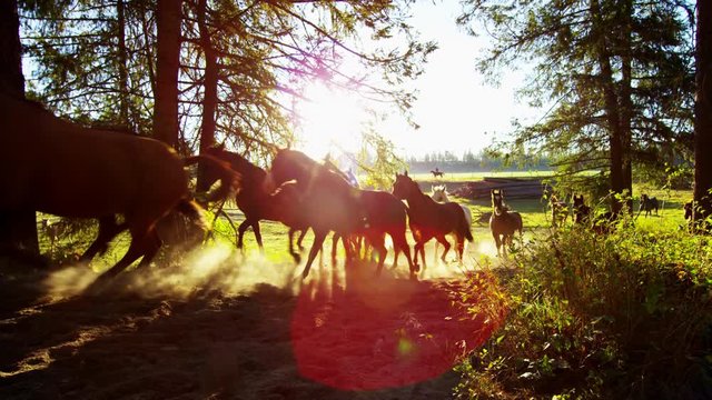 Running horses in Roundup on forest Cowboy Dude Ranch Canada