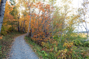Obraz premium sentier d'automne haut en couleurs