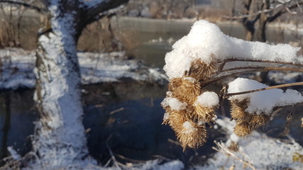 burdock under the snow