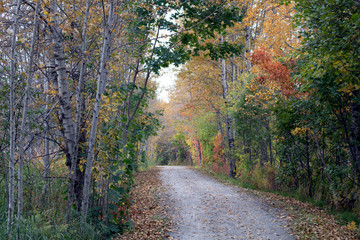 Fototapeta premium sentier d'automne haut en couleurs