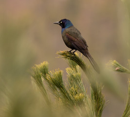 Obraz premium common grackle