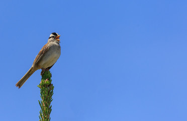 happy singing sparrow on left side