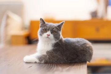 Tuinposter Cute British short-haired cat © chendongshan
