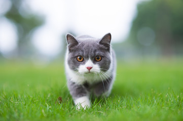British short-haired cat playing on grass - obrazy, fototapety, plakaty