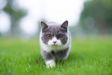 Foto auf Glas Britische kurzhaarige Katze, die auf Gras spielt © chendongshan