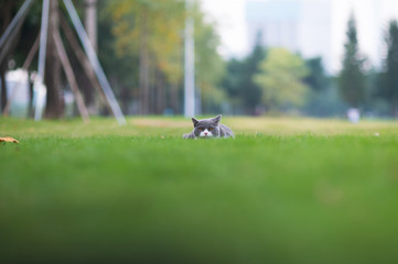 Obraz na płótnie Canvas British short-haired cat playing on grass