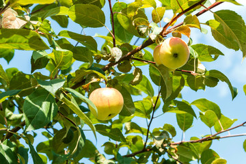 Close-up of red ripe apple on branch in soft-focus in the background.