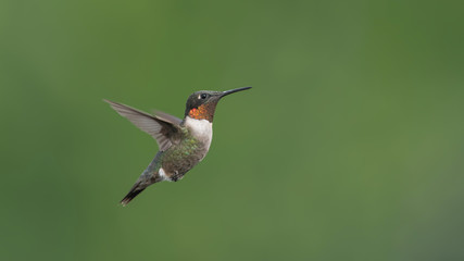 Mister Hummingbird