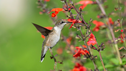 Pollination In Action