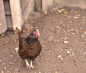 dark brown chicken breed walking in dirt with leafs surounding the animal.