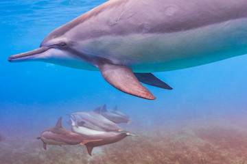 Dolphin closeup over reef