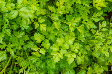 Background or texture of Green parsley leaf carpet in soft-focus in the background