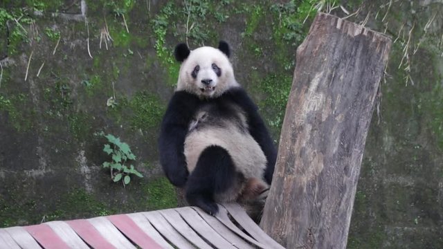 Itchy Panda is Scratching his Butt, China