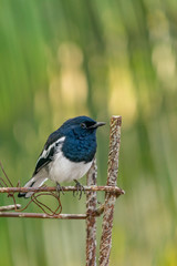 bird on a Iron bar