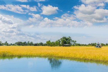 Fototapeta premium The ripe of brown paddy rice field with beautiful sky and cloud, the machinery harvesting of ripe of brown paddy rice field in Thailand.