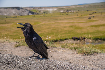 A crow begs for attention at the edge of a parking area in Yellowstone National Park as bison graze in the distance