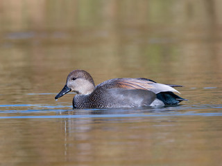 Male Gadwall Swimming in Fall