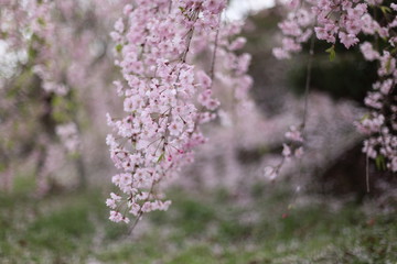 幸田文化公園のしだれ桜