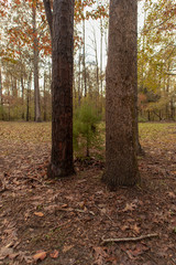 Fototapeta premium forest