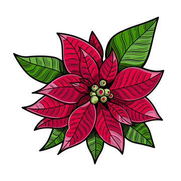 The poinsettia red flowers, The Flower of the Christmas, close up. Vector illustration. 