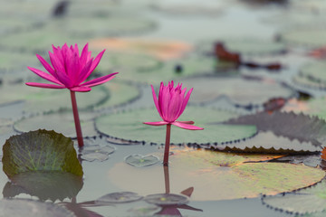 Beautiful lotus flower on the sunrise in the morning for background.