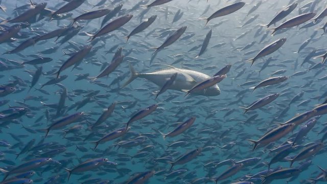 Predatory fish swims through school of prey fish in open blue water