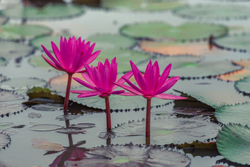 Beautiful lotus flower on the sunrise in the morning for background.