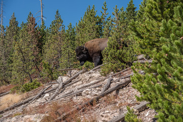 A bison walks through a geothermal area at Yellowstone National Park