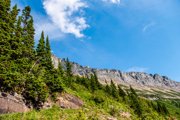 Fototapeta na wymiar Tall Fir Trees at Glacier National Park in Northern Montana