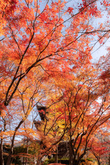 真如堂（真正極楽寺）の紅葉