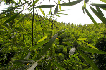 Bamboo Forest