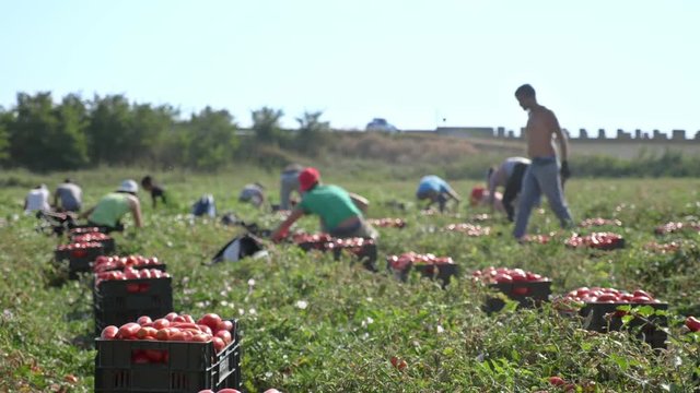 farm workers picking tomatoes in the field.Rossano,Italy,19 August 2018