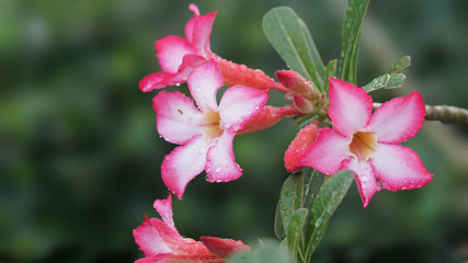 Pink oleander blurred background