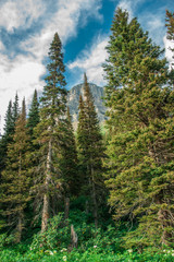 Tall Trees and Montains at Glacier National Park in Northern Montana