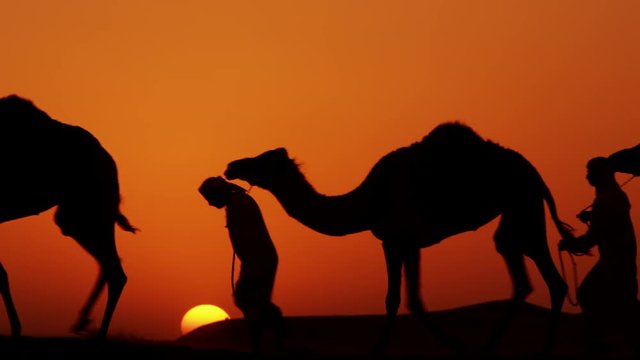 Aerial drone of Arab males in traditional dress leading camels through desert