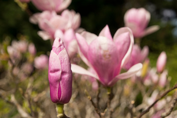 Magnolia Pink Flower Bud