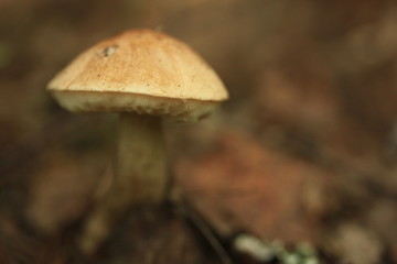 The red boletus