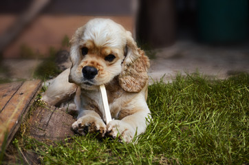 portrait of a dog that bites a stick on the green grass, Cocker Spaniel