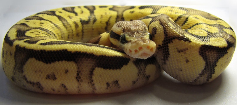 Yellow snake