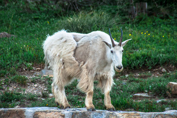 Naklejka na ściany i meble Mountain Goat Watching Onlookers at Glacier National Park in Northern Montana